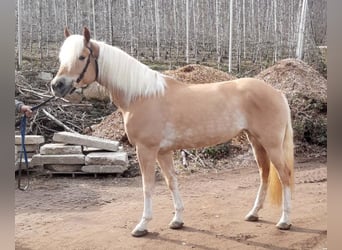 Haflinger, Stute, 5 Jahre, 152 cm, Fuchs