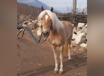 Haflinger, Stute, 5 Jahre, 152 cm, Fuchs