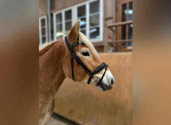 Haflinger, Stute, 5 Jahre, 153 cm, Falbe