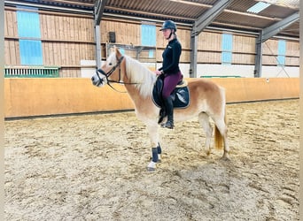 Haflinger, Stute, 5 Jahre, 153 cm, Falbe