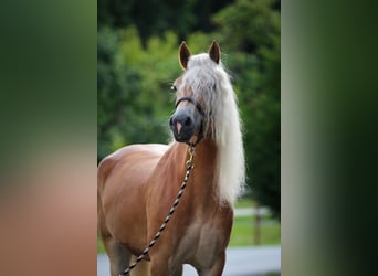 Haflinger, Stute, 5 Jahre, 153 cm, Fuchs