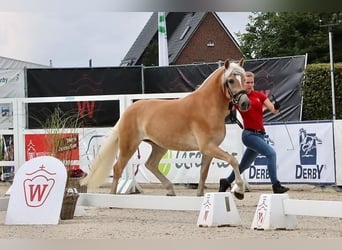 Haflinger, Stute, 5 Jahre, 153 cm, Fuchs