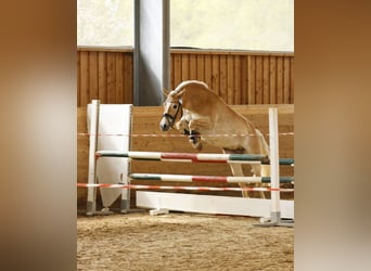 Haflinger, Stute, 5 Jahre, 153 cm, Fuchs