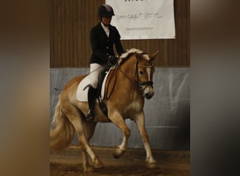 Haflinger, Stute, 5 Jahre, 153 cm, Fuchs