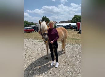 Haflinger, Stute, 5 Jahre, 153 cm, Fuchs