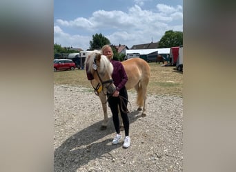 Haflinger, Stute, 5 Jahre, 153 cm, Fuchs