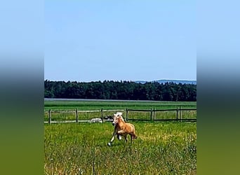 Haflinger, Stute, 5 Jahre, 153 cm, Fuchs