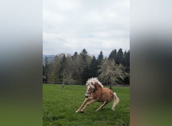 Haflinger, Stute, 5 Jahre, 153 cm, Fuchs