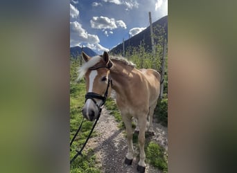 Haflinger, Stute, 5 Jahre, 154 cm