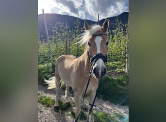 Haflinger, Stute, 5 Jahre, 154 cm