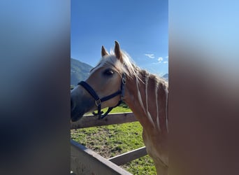 Haflinger, Stute, 5 Jahre, 154 cm