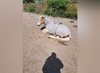 Haflinger, Stute, 5 Jahre, 154 cm