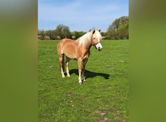 Haflinger, Stute, 5 Jahre, 154 cm, Fuchs