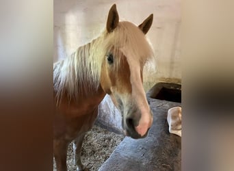 Haflinger, Stute, 5 Jahre, 154 cm, Fuchs
