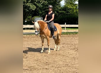 Haflinger, Stute, 5 Jahre, 154 cm, Fuchs