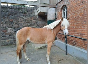 Haflinger, Stute, 5 Jahre, 154 cm, Fuchs