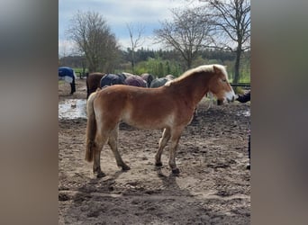 Haflinger, Stute, 5 Jahre, 154 cm, Fuchs
