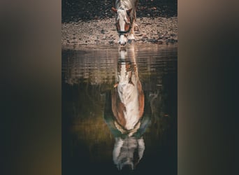 Haflinger, Stute, 5 Jahre, 155 cm, Fuchs