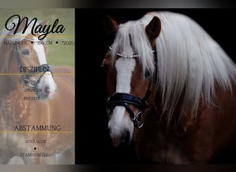 Haflinger, Stute, 5 Jahre, 155 cm, Fuchs