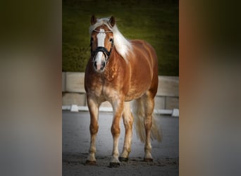 Haflinger, Stute, 5 Jahre, 155 cm, Fuchs