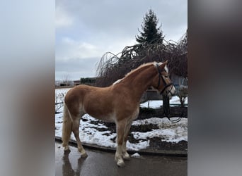 Haflinger, Stute, 5 Jahre, 156 cm, Fuchs