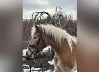 Haflinger, Stute, 5 Jahre, 156 cm, Fuchs