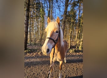Haflinger, Stute, 5 Jahre, 157 cm