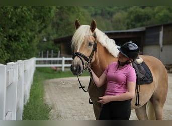 Haflinger, Stute, 5 Jahre, 159 cm, Dunkelfuchs