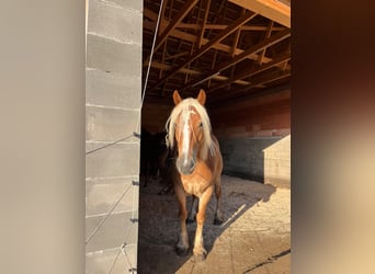 Haflinger Mix, Stute, 5 Jahre, 160 cm, Hellbrauner