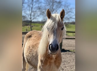 Haflinger, Stute, 5 Jahre, Fuchs