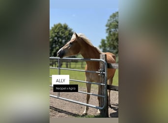 Haflinger, Stute, 5 Jahre, Fuchs