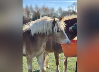 Haflinger, Stute, 5 Jahre, Fuchs