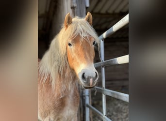 Haflinger, Stute, 5 Jahre, Fuchs