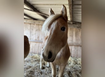 Haflinger, Stute, 5 Jahre, Fuchs