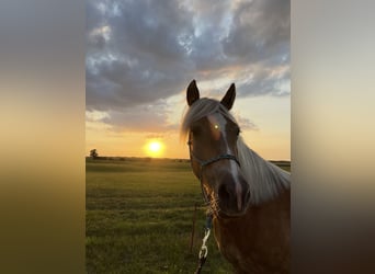 Haflinger, Stute, 5 Jahre, Fuchs