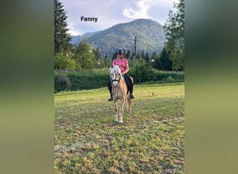 Haflinger, Stute, 5 Jahre, Fuchs