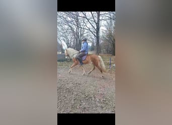 Haflinger, Stute, 5 Jahre, Fuchs