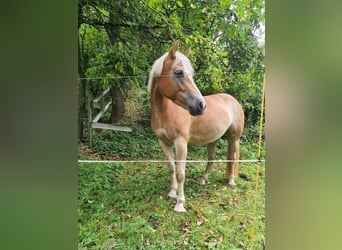 Haflinger, Stute, 6 Jahre, 137 cm, Fuchs