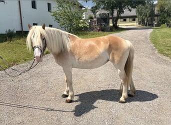 Haflinger, Stute, 6 Jahre, 140 cm, Fuchs