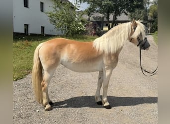 Haflinger, Stute, 6 Jahre, 140 cm, Fuchs
