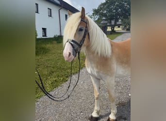 Haflinger, Stute, 6 Jahre, 140 cm, Fuchs