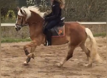 Haflinger, Stute, 6 Jahre, 147 cm, Fuchs
