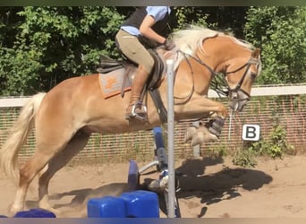 Haflinger, Stute, 6 Jahre, 147 cm, Fuchs