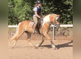 Haflinger, Stute, 6 Jahre, 147 cm, Fuchs
