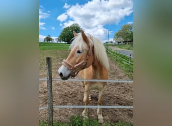 Haflinger, Stute, 6 Jahre, 148 cm