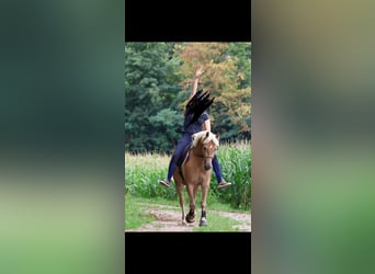 Haflinger, Stute, 6 Jahre, 148 cm