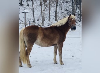 Haflinger, Stute, 6 Jahre, 148 cm