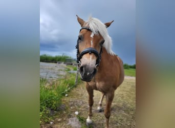 Haflinger, Stute, 6 Jahre, 148 cm, Fuchs