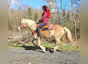 Haflinger, Stute, 6 Jahre, 148 cm, Fuchs