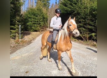 Haflinger, Stute, 6 Jahre, 149 cm